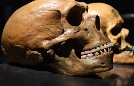 З аукціону у Великій Британії прибрали людські черепи, щоб «не увічнювати спадщину колоніалізму»